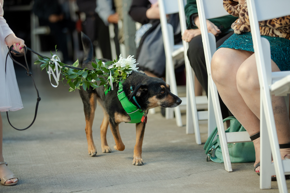 Dog in wedding at Fairlane Station in Northwest Arkansas